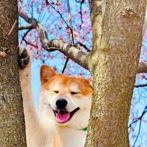 Shiba Inu